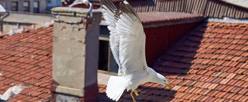 Residential Chimney Animal Removal Solution in Dyer, IN