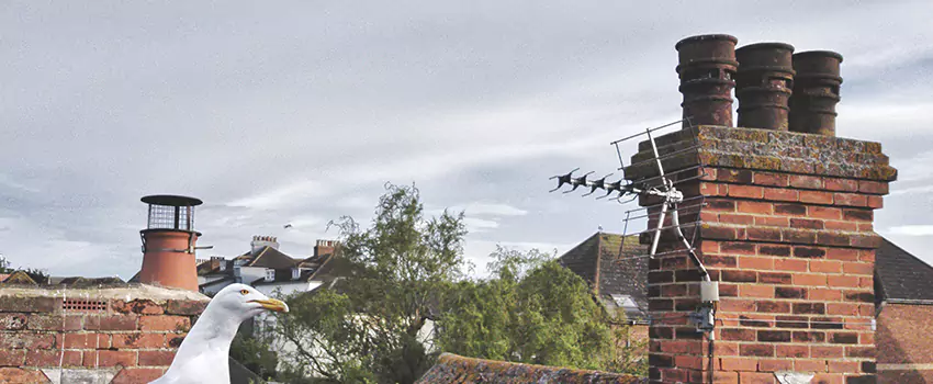 Chimney Cleaning And Restoration in Dyer, Indiana